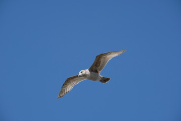 Obraz premium Seagul against blue sky