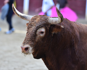 bull