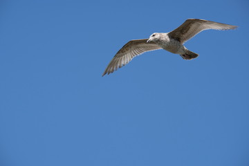 Seagul against blue sky