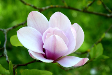 Obraz premium White-pink magnolia blossom