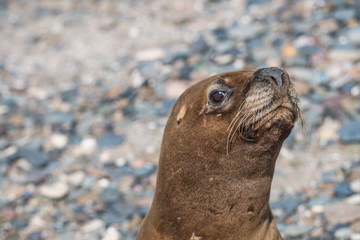 Sea lions at the Patagonia beach, Argentina
