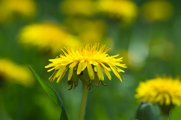 yellow dandelion flower in green grass
