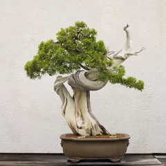 Foto op Aluminium Californische jeneverbes bonsaiboom © Tim