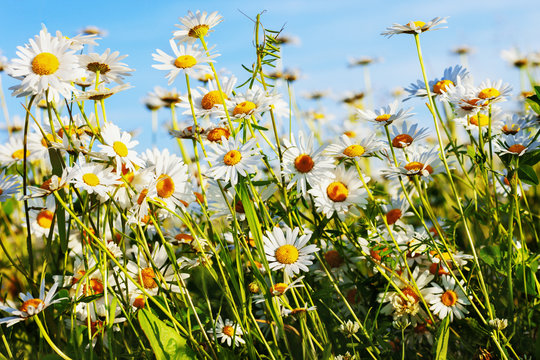 daisies in a meadow © janbussan