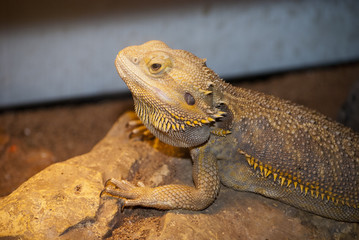 Kobota Lizard
