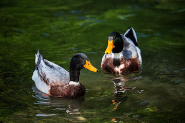 Two Beautiful male ducks