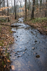 Small Stream in the Woods