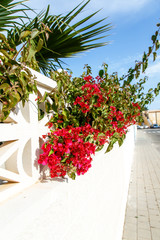 Shrubs Bougainvillea bloom against a white stone wall. Summer, Spain, hot.