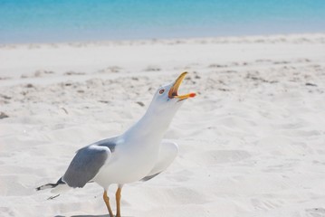 Gaviota 