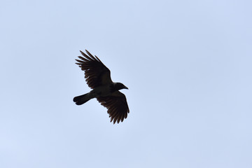 The raven flies in the sky in search of food