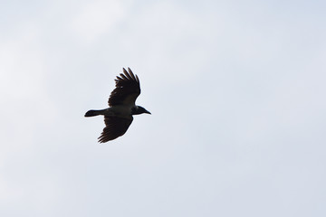 The raven flies in the sky in search of food