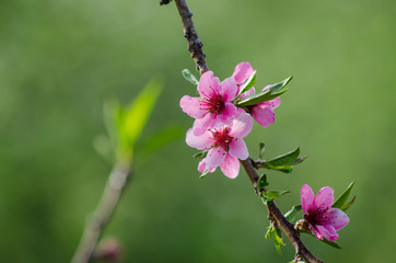 Flowers on a peach branch in a fruit garden