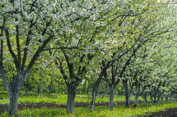 Fototapeta na wymiar Rows of flowering fruit trees in the orchard