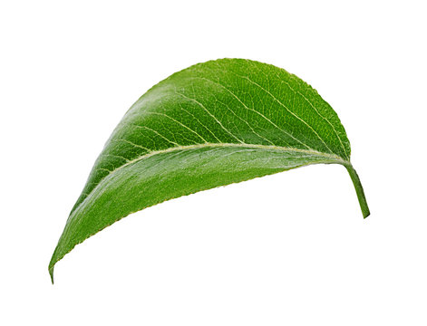 Pears leaves isolated on a white