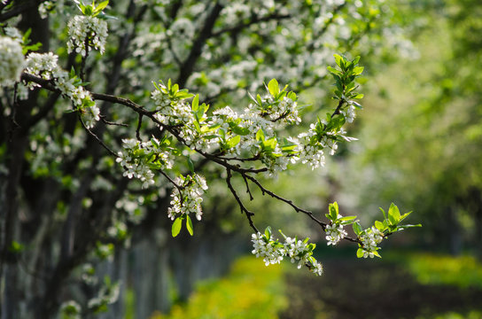 White flowers on the branches of a blossoming fruit tree in the orchard