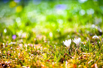 white crocuses on green meadow
