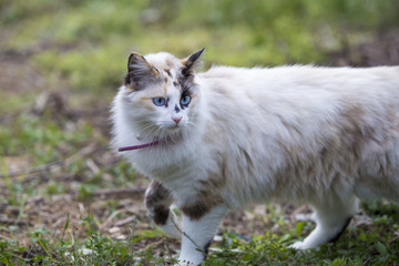 Naklejka na ściany i meble cat garden green