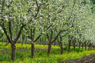 Fototapeta na wymiar A row of fruit trees in the orchard among flowering dandelions