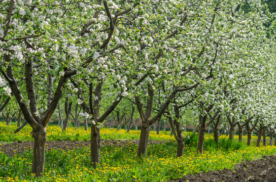 A row of fruit trees in the orchard among flowering dandelions