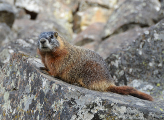 Yellow-bellied marmot at Yellowstone National Park