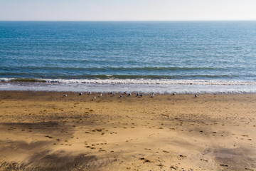 Gulls on the shoreline