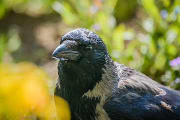 Portrait of a gray crow. Hooded Crow, Corvus cornix is a Eurasian bird species in the crow genus