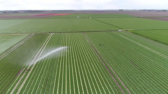 Aerial flying over agrictultural field with large and professional irrigation sprinkler distributing water over the green crops great view from sky of crop cultivation system and agricultural scene 4k