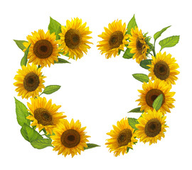 cartoon scene with beautiful and colorful sunflowers frame on white background