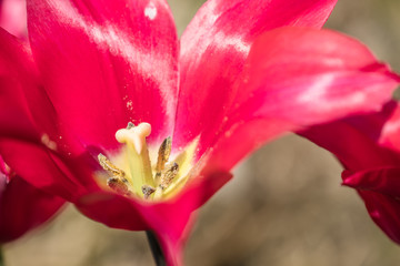 Fototapeta na wymiar Red lily flowered tulip in Amsterdam, Netherlands