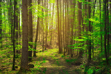 Fototapeta premium Fairytale forest