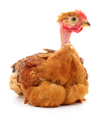 Small brown chicken.