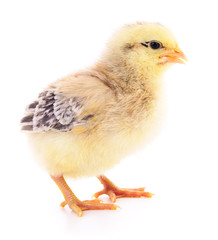 Small yellow chicken.