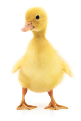 One yellow duckling.