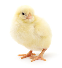 Small yellow chicken.