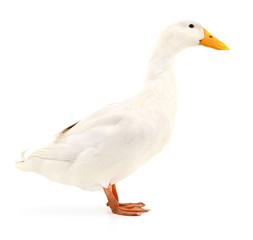 Duck on white.