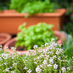 Gutes Bauchgefühl: Leckere Kräuter aus dem eigenen Garten zum Würzen köstlicher veganer...