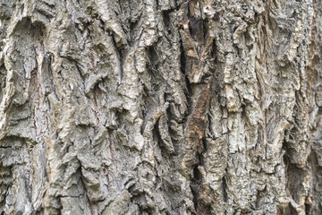Natural texture of weeping willow bark with moss,