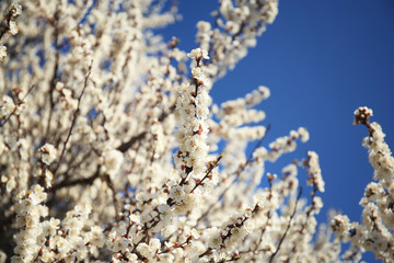 Apricot tree blossoms on sky background