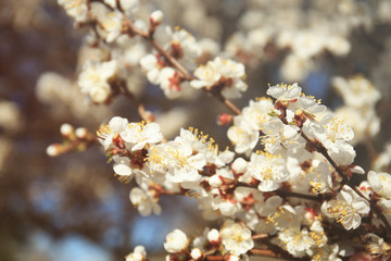 Branches of apricot tree flowers on blurred background