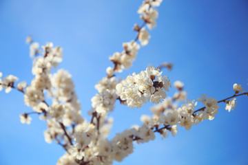 Branches of apricot tree flowers on sky background