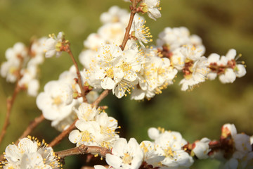 Branch of apricot tree flowers on blurred background
