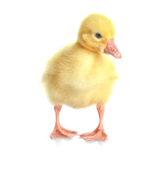 Cute funny gosling on white background