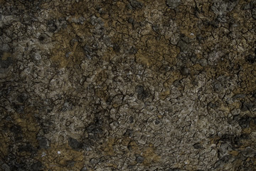 Bark texture