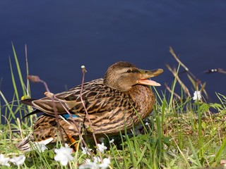 Wild duck