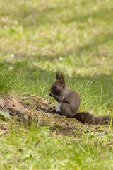 Naklejka premium Red-haired squirrel