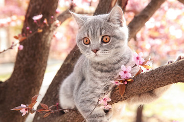 Cute cat on blossoming tree outdoors - obrazy, fototapety, plakaty