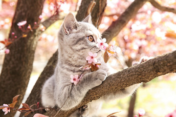 Cute cat on blossoming tree outdoors