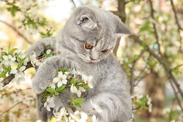 Cute cat on blossoming tree outdoors
