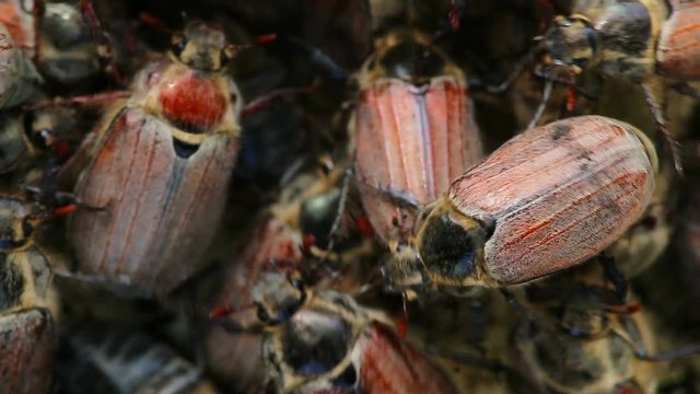 cockchafers crawl and climb each other in a heap.