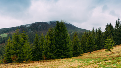 Carpathian Mountains. Landscape with firs on a cloudy day. Ukraine. April 2017